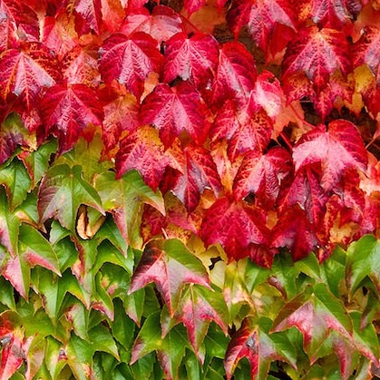 Proprietà della Ampelopsis weitchii o vite&nbsp;americana.