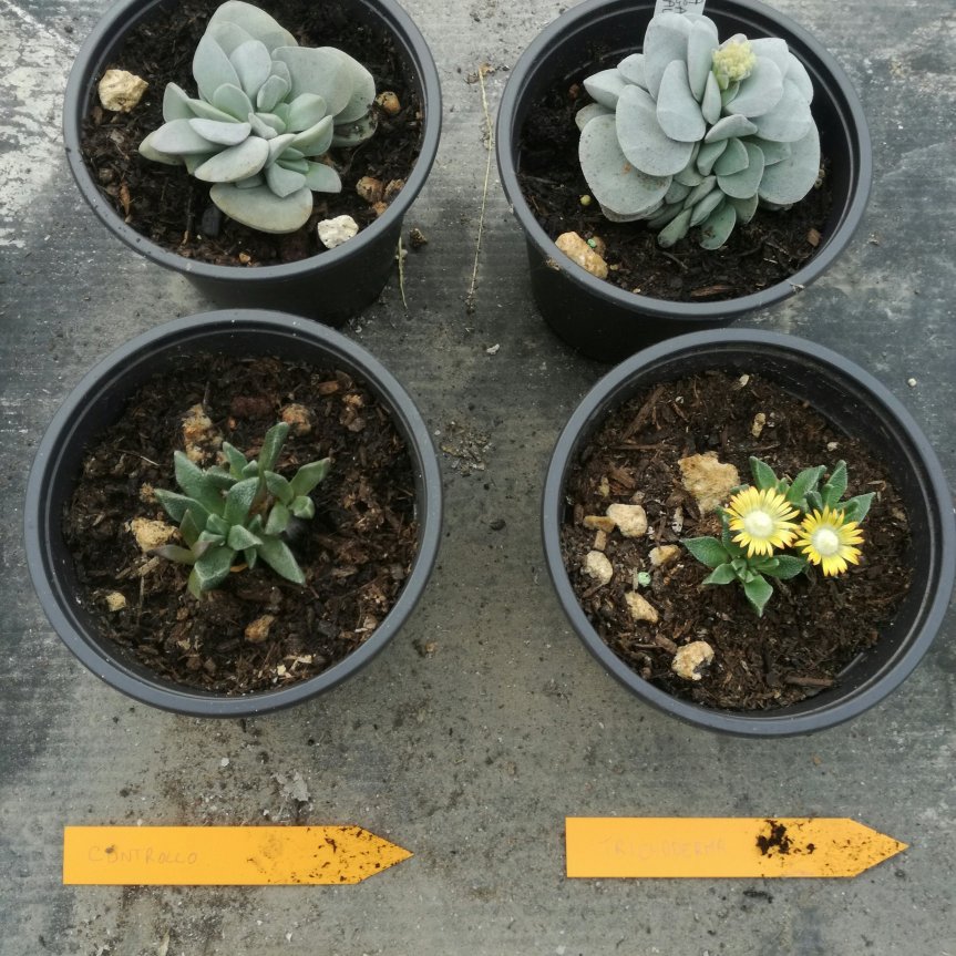 Tecnologie sostenibili per la coltivazione delle&nbsp;piante