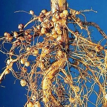 Formazione dei noduli tra rizobi e&nbsp;leguminose