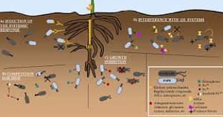 I batteri promotori della crescita delle piante&nbsp;(PGPR)