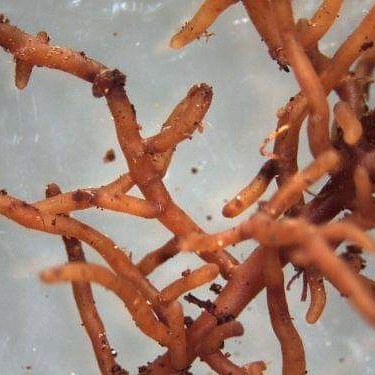 Significato della simbiosi e potenziali applicazioni&nbsp;ambientali