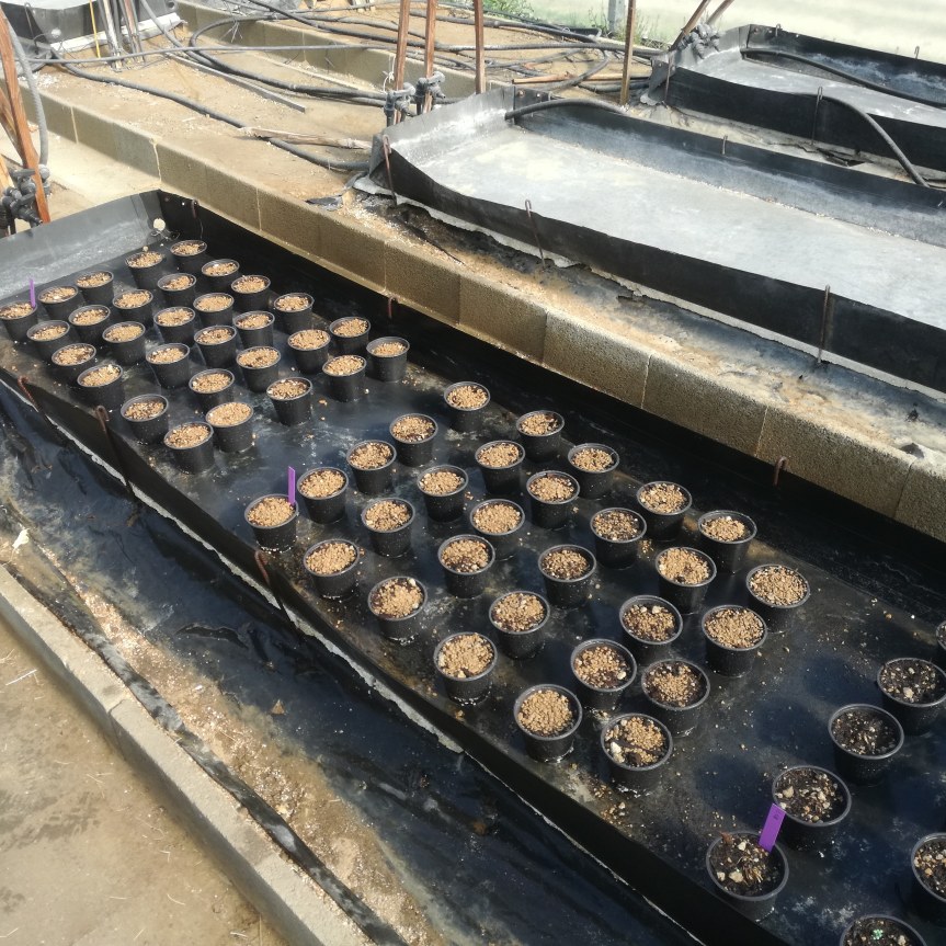 Chabaplus e i&nbsp;ranuncoli