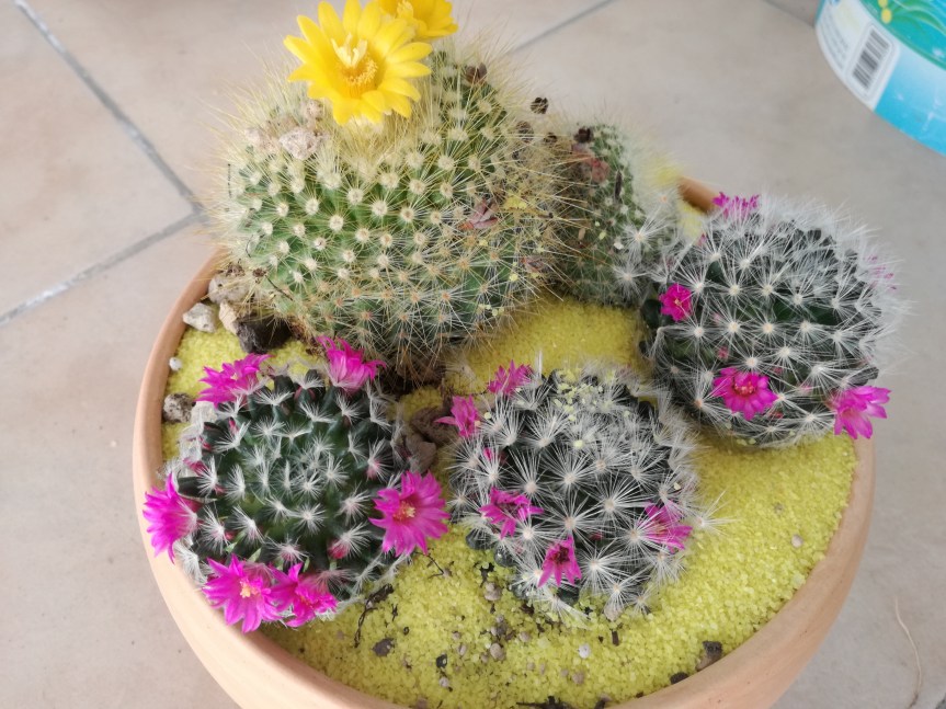 Arte cactacea Micronaturale