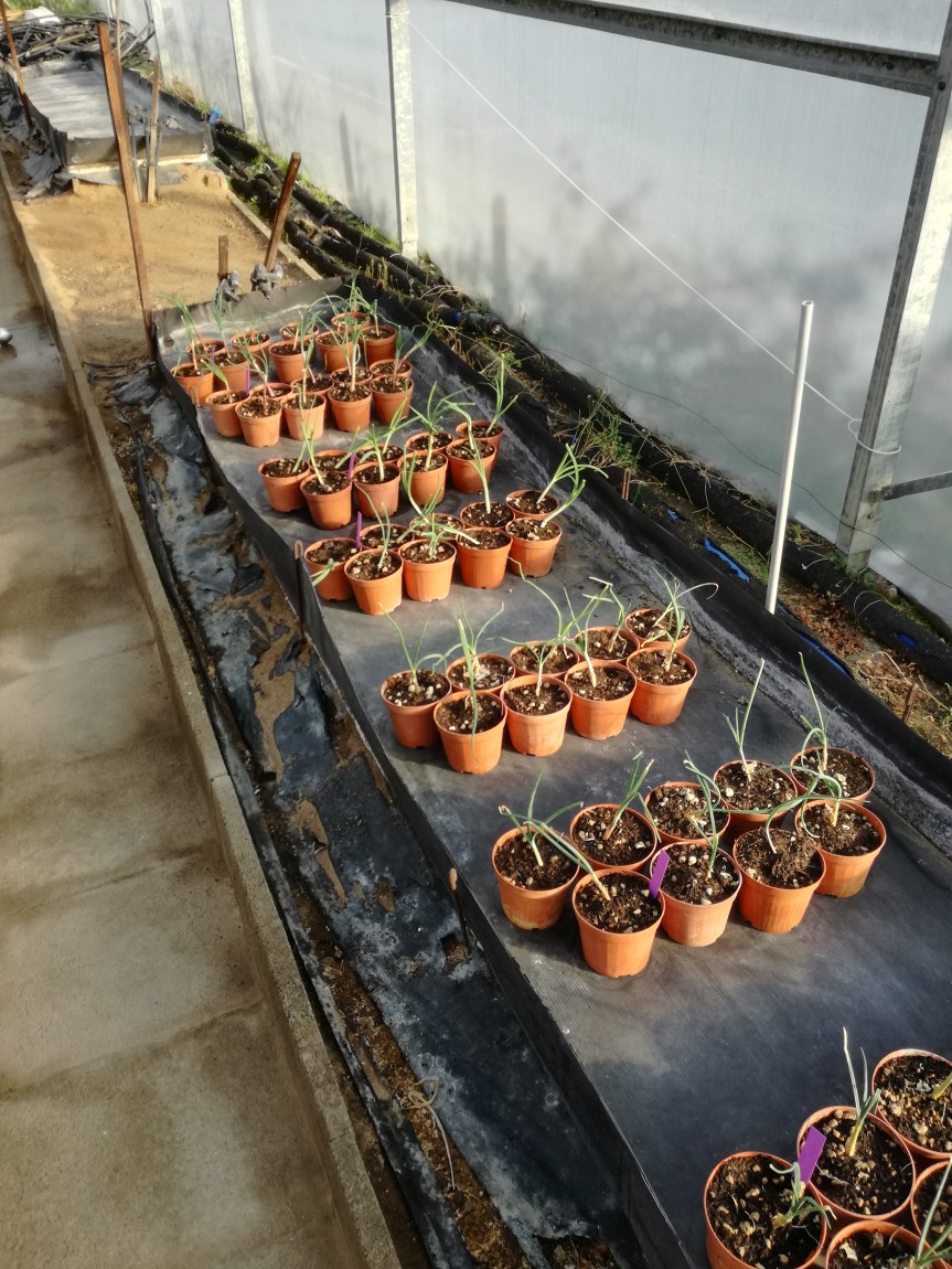 Biocontrol e biostimolazione di cipolla con Effective&nbsp;microorganisms