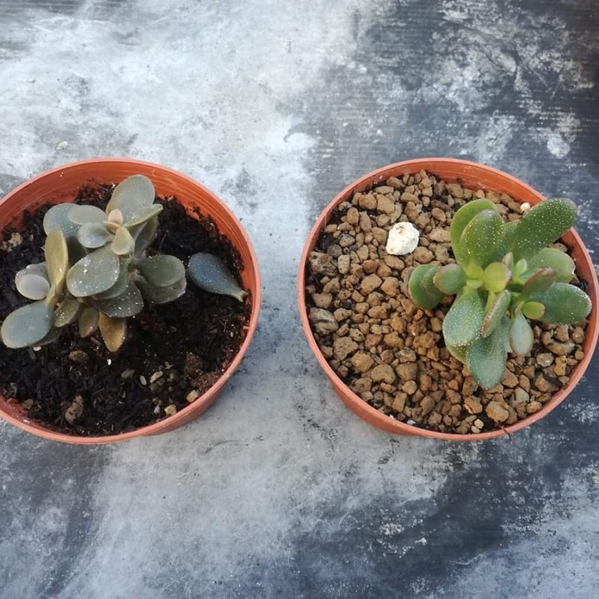 Chabasite e la protezione da&nbsp;freddo