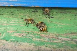 Il saccheggio delle api e la genetica