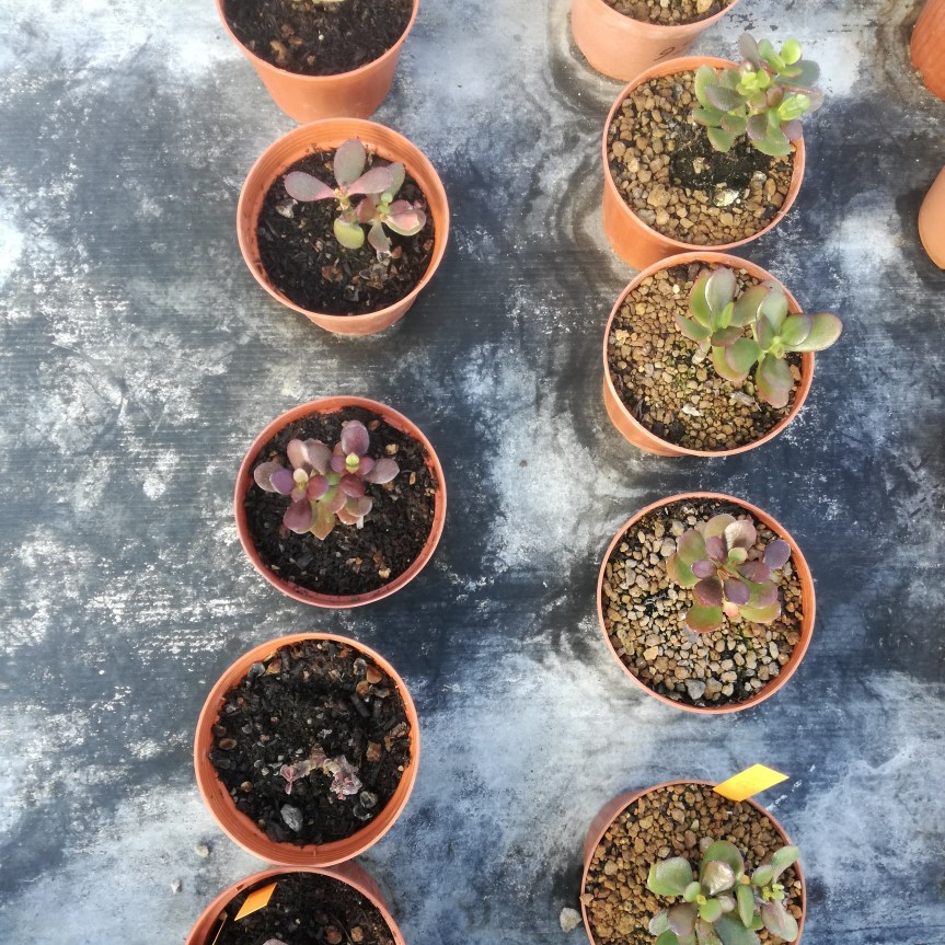 Resistenza al freddo di Crassula&nbsp;Ovata