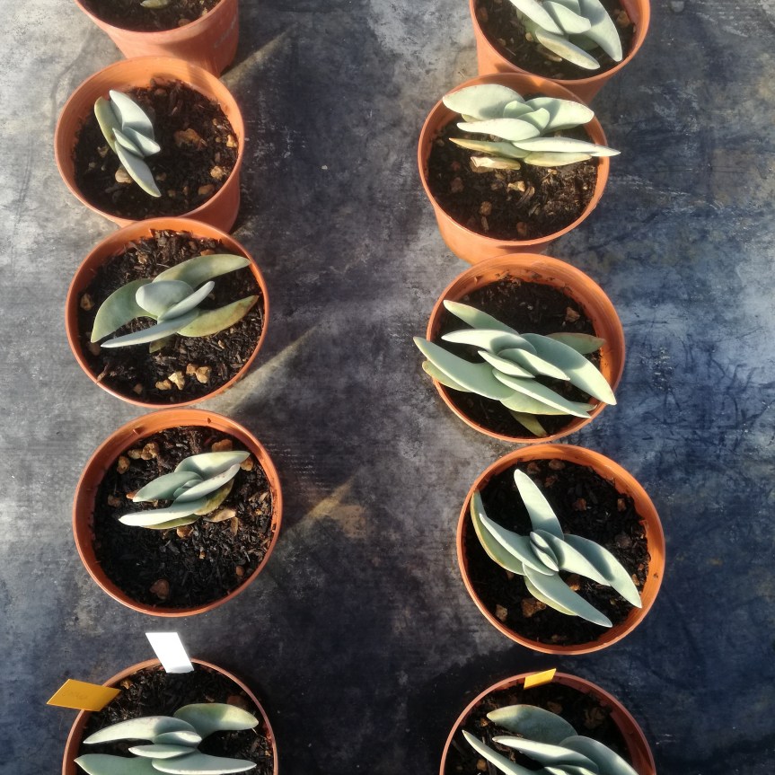 Trichoderma harzianum e biostimolazione di Crassula&nbsp;Falcata