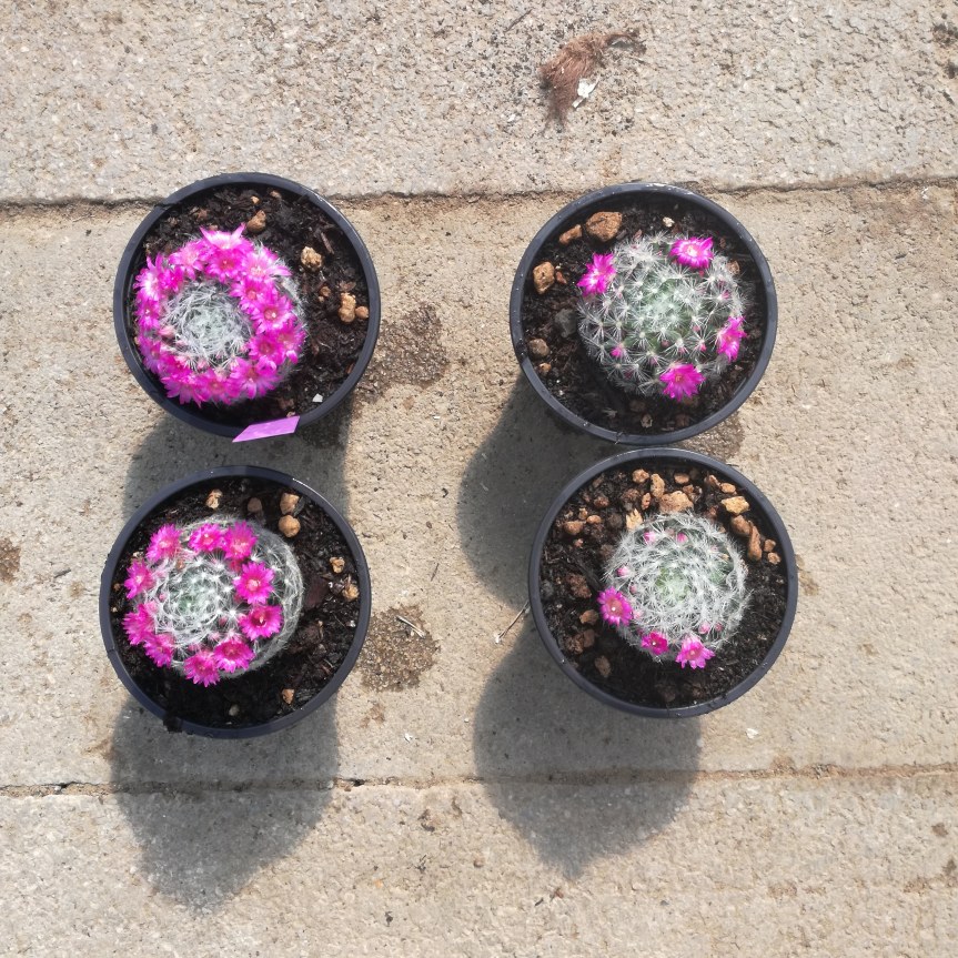 Trichoderma harzianum e stimolazione delle fioriture su Mammillaria&nbsp;laui