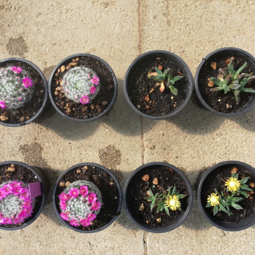 Con i Microrganismi le piante fioriscono di&nbsp;più