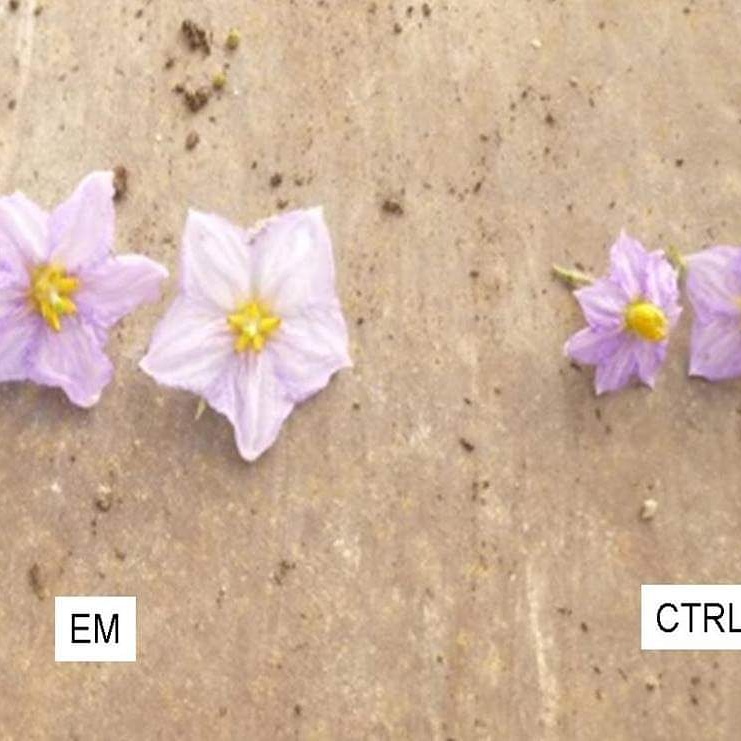 Article: Improvement quality of aubergine plants with effective&nbsp;microorganisms.