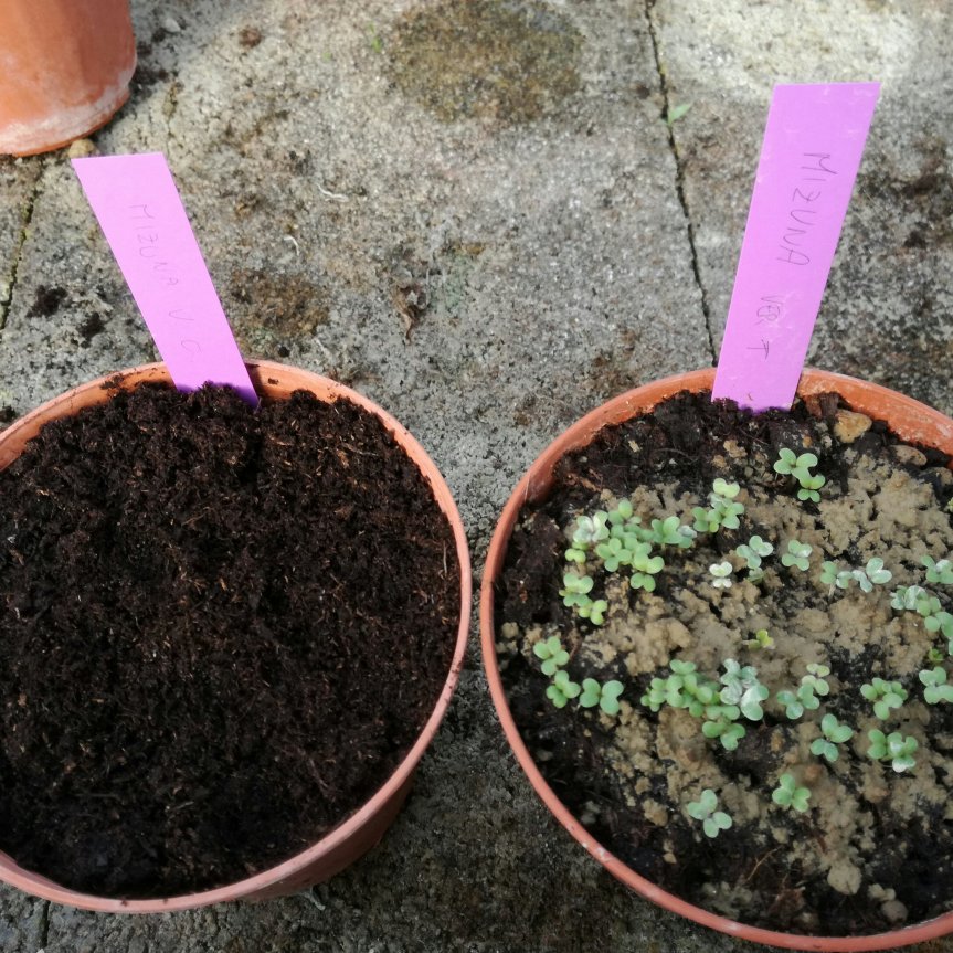 Germinazione di Mizuna Verde e Viola con Chabasite&nbsp;micronizzata