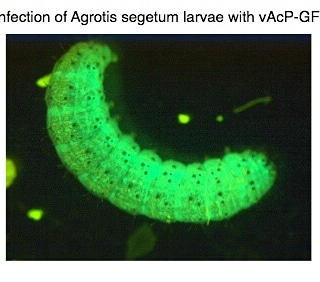 I baculovirus e gli Hypocreales nel biocontrollo dei parassiti delle&nbsp;piante