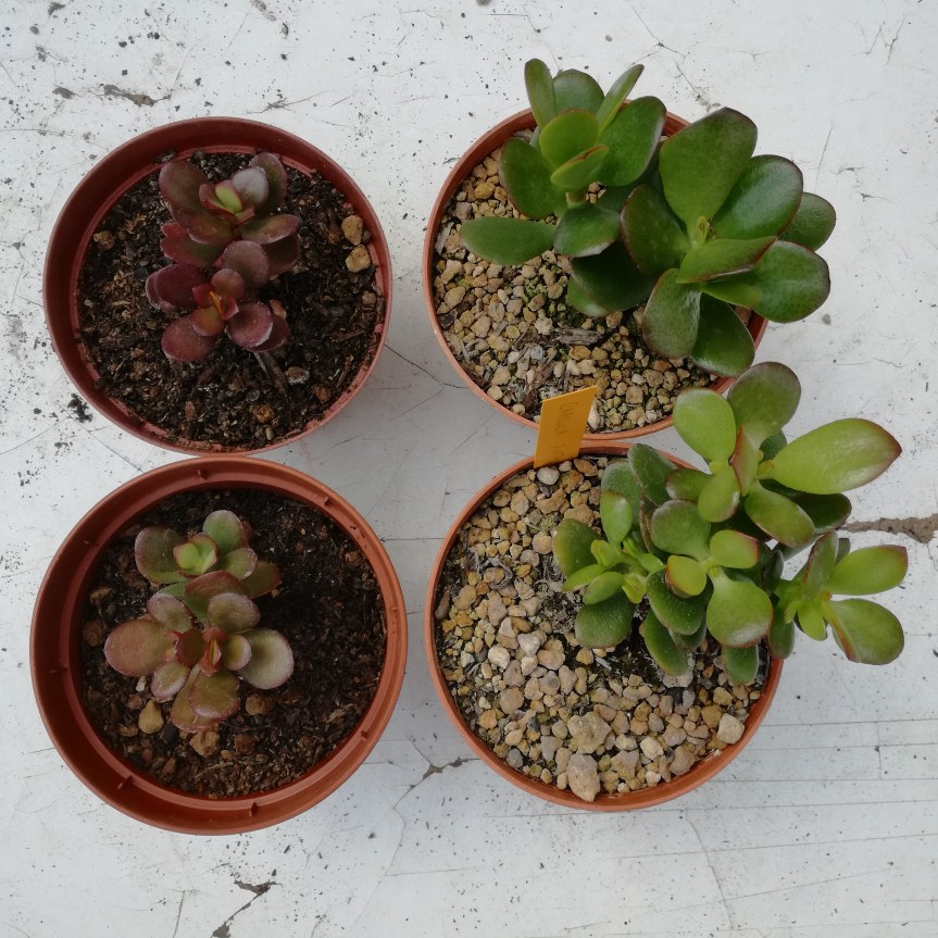 Zeolitite a chabasite per il controllo dello stress da&nbsp;freddo