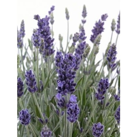 Il macerato polivalente