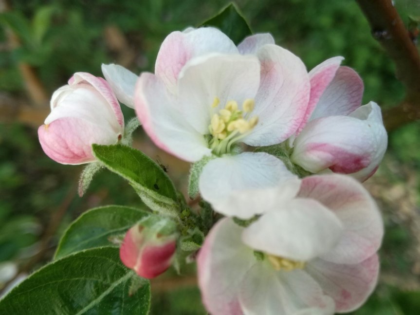 Accorgimenti per la prevenzione delle avversità nelle piante (secondo il mio modo di intendere e intervenire in&nbsp;agricoltura)