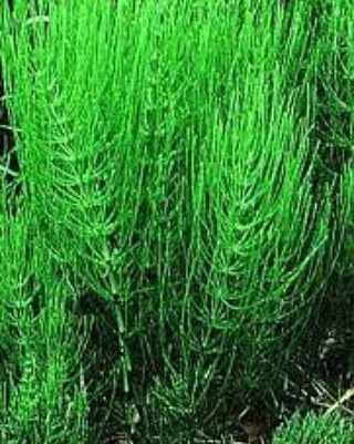 Metodi naturali per il controllo dei funghi delle piante: il macerato di&nbsp;equiseto