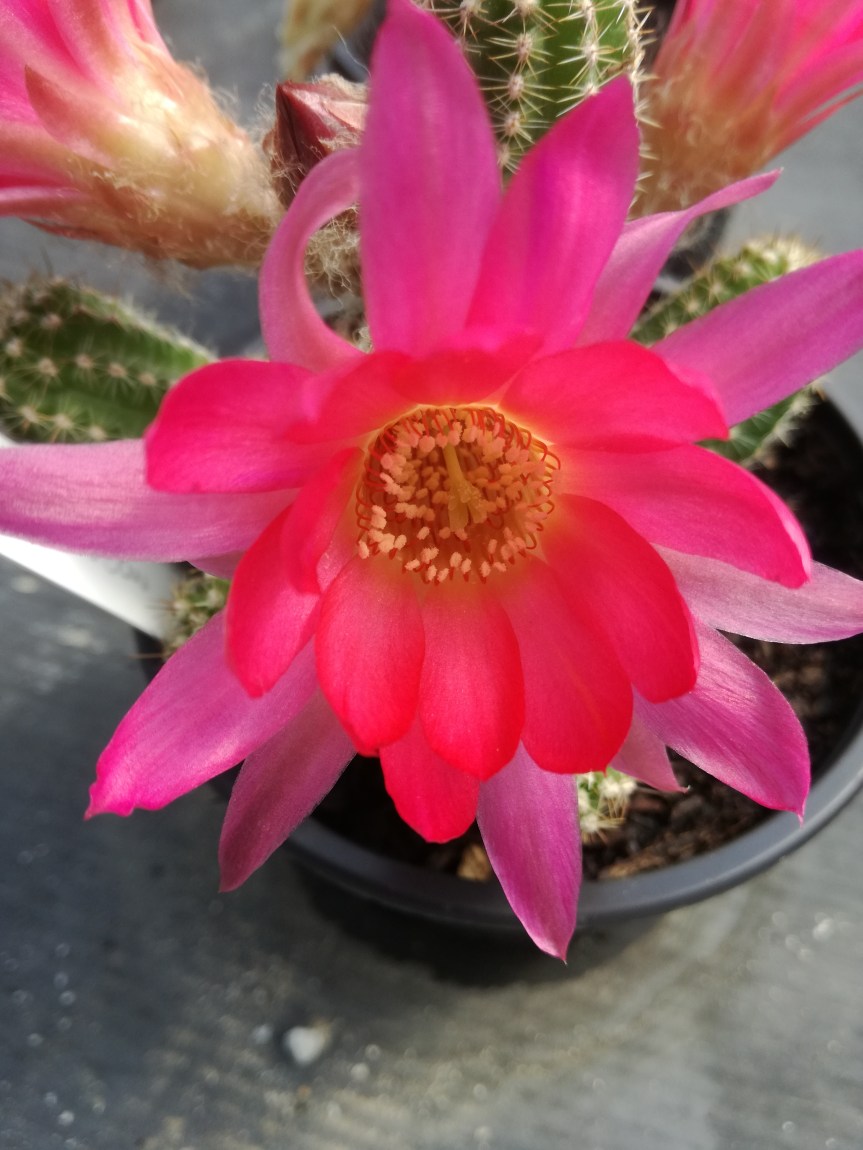 L’innesto nelle piante&nbsp;grasse