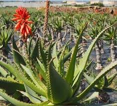Effect of chabazitic-zeolites and effective microorganisms on growth and chemical composition of Aloe barbadensis Miller and Aloe arborescens&nbsp;Miller