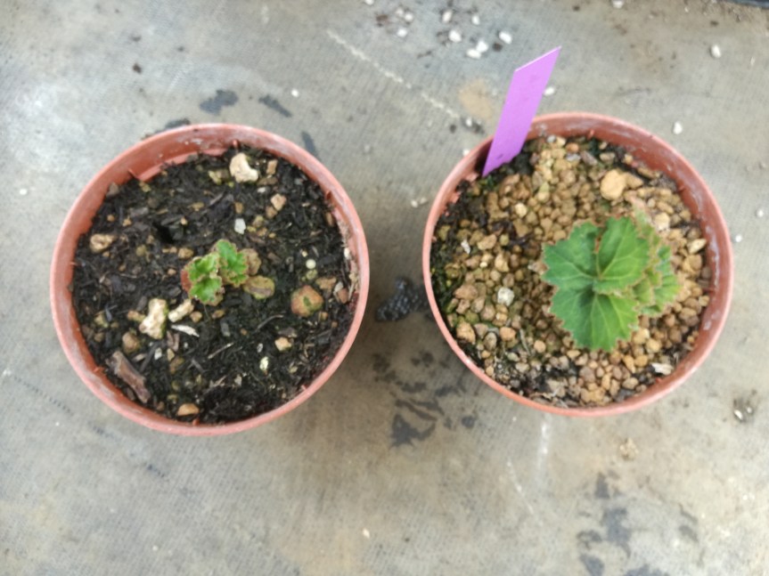 Zeolitite per la coltivazione di&nbsp;begonia