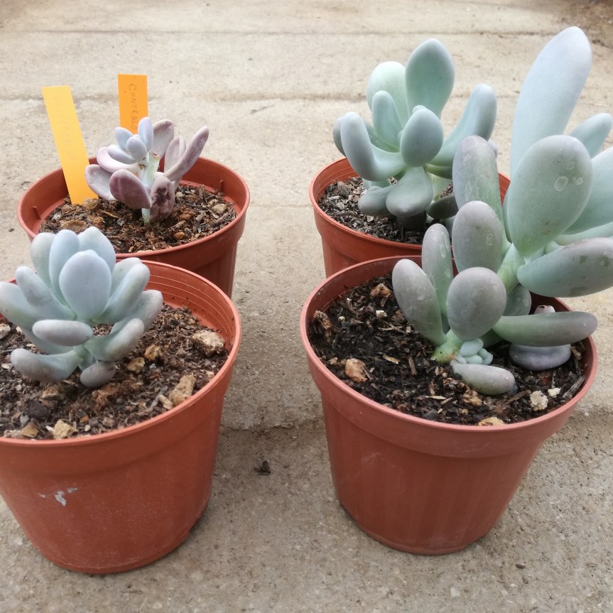 Uso di micorrize per il miglioramento qualitativo di succulente in&nbsp;vaso