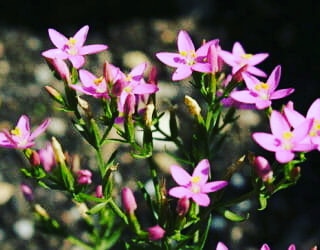 Compost con piante&nbsp;spontanee