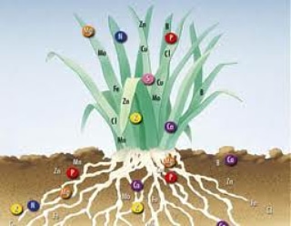 Le caratteristiche chimiche di un&nbsp;terreno