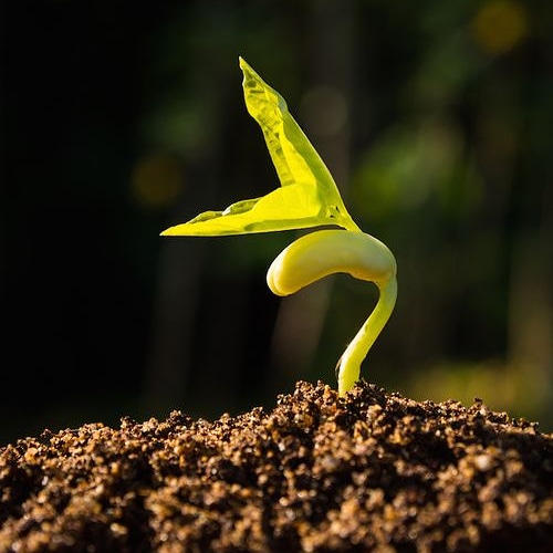 I trattamenti stimolanti delle&nbsp;sementi