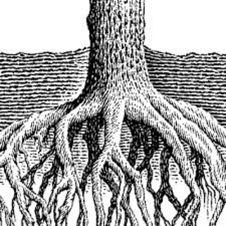 I rizobatteri e le loro&nbsp;funzioni