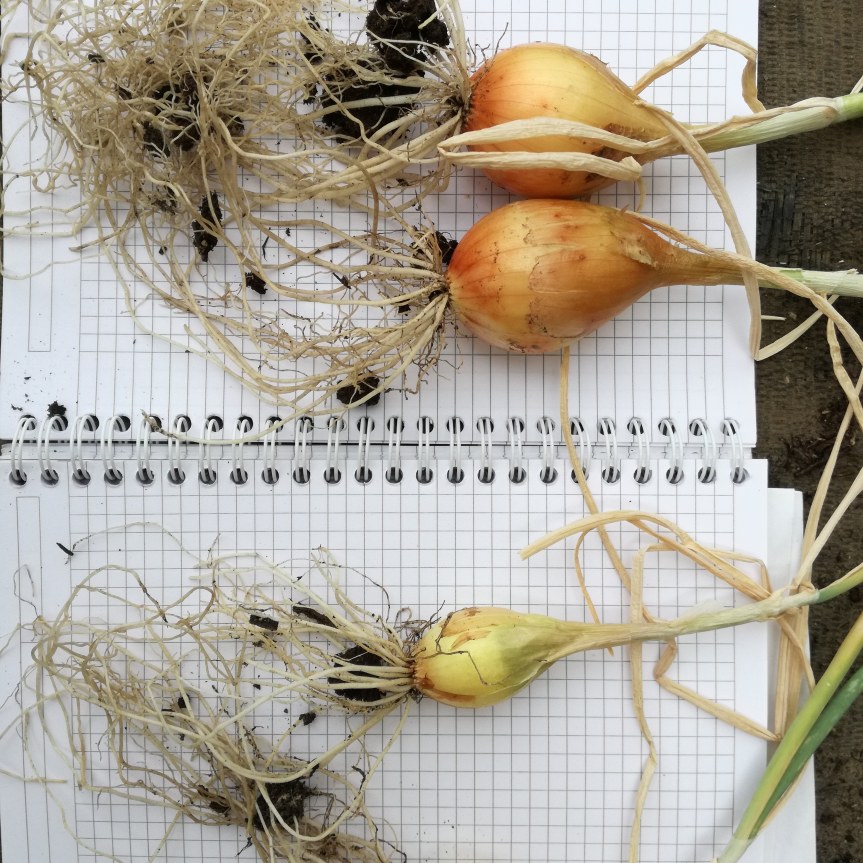 Effective microorganisms per la coltivazione di&nbsp;cipolla