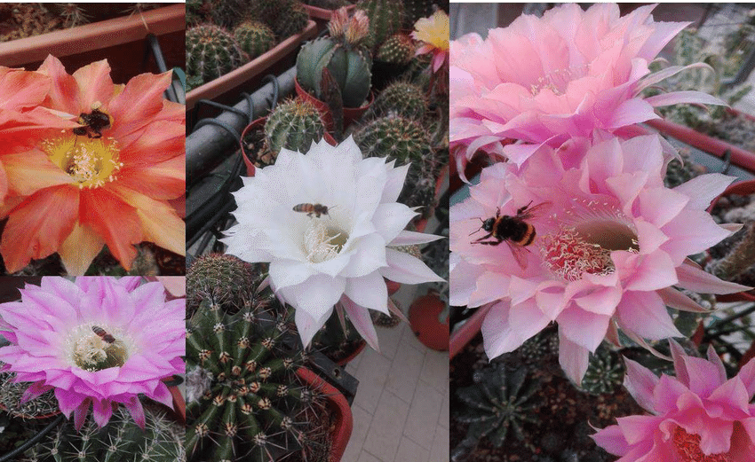 Volo-delle-api-sui-fiori-di-Echinopsis-trattati-con-i-microrganismi-EM