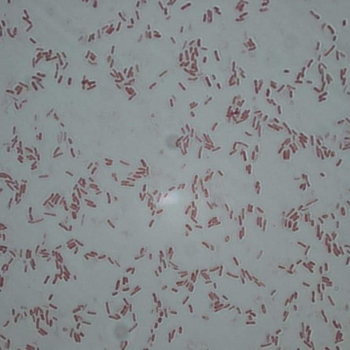 Il genere Azospirillum