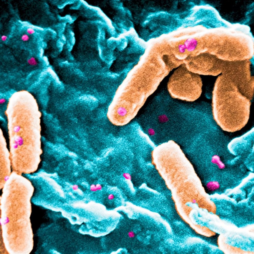 Gli archebatteri metanotrofici