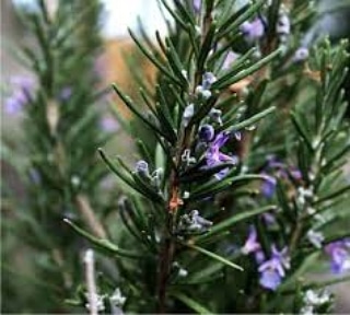 Le piante che attraggono gli&nbsp;insetti