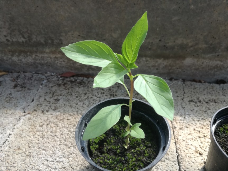 I concimi e come&nbsp;utilizzarli