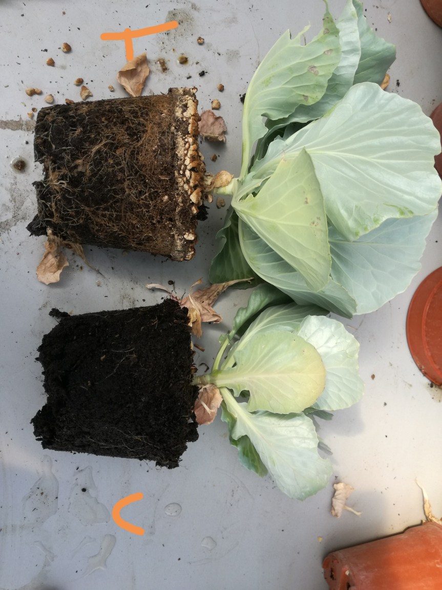 Zeolitite a chabasite addizionata di Microrganismi per lo sviluppo di specie ortive (brevetto&nbsp;chabamicro)