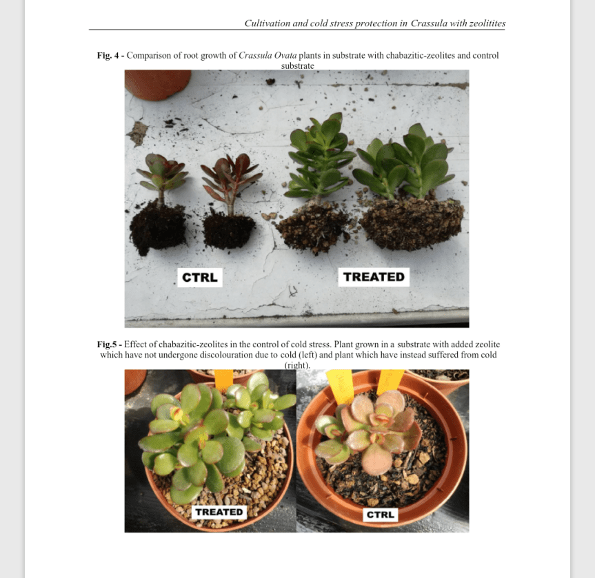 Article: Cultivation and cold stress protection in Crassula with&nbsp;zeolitites