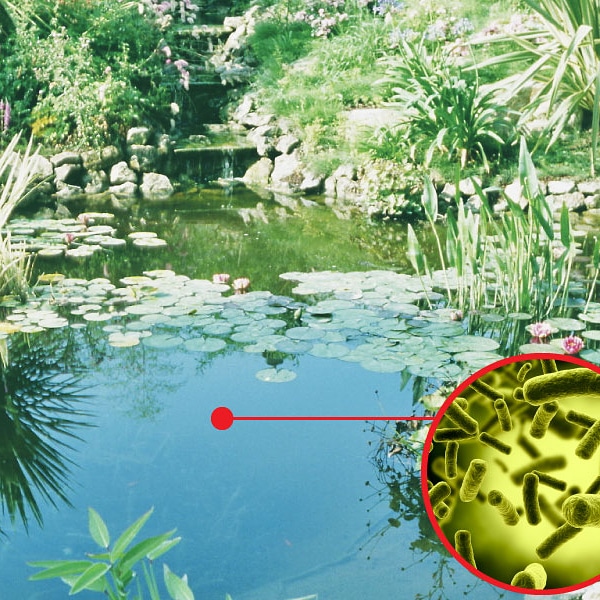 La tracciabilità dei microrganismi nell’ambiente