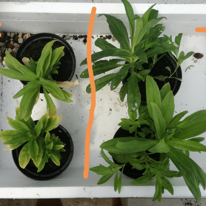 Gigaspora margarita nella biostimolazione di Garofano dei poeti (valutazione della crescita delle piante con diversi livelli di concimazione fosforica nel&nbsp;substrato)