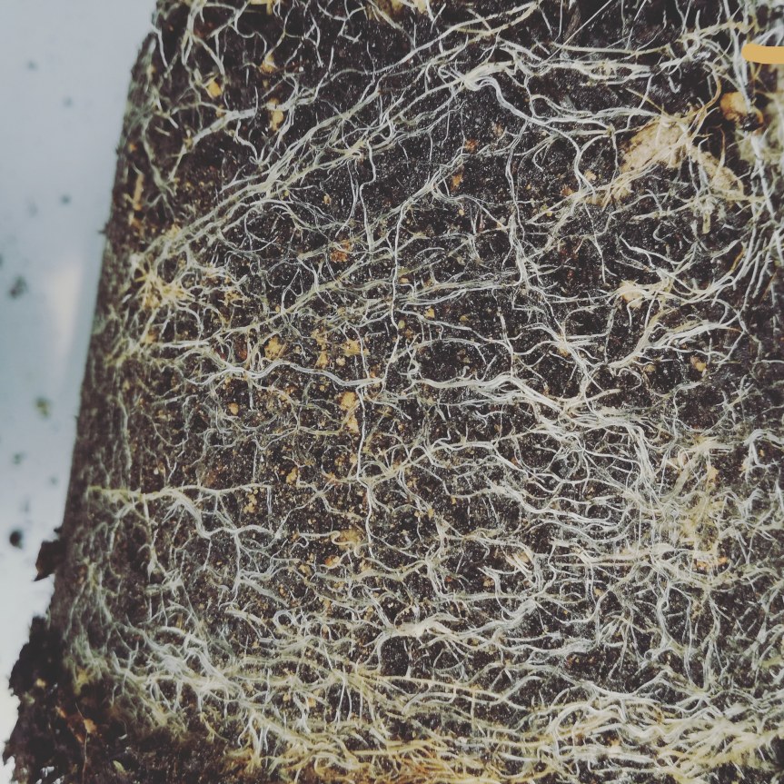 Trichoderma harzianum nella biostimolazione radicale di delosperma&nbsp;cooperi