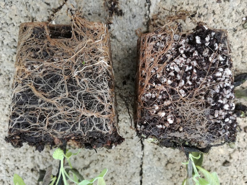 Associazione rizobatteri e lombrichi per il miglioramento della qualità di piante di&nbsp;basilico