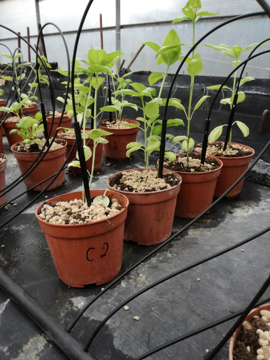 Zeolitite a chabasite e zemplus per la coltivazione di&nbsp;basilico