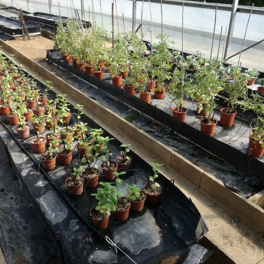 Comparazione tra zeolitite naturale, zeolitite sterilizzata e zemplus (zeolitite arricchita di&nbsp;Microrganismi)