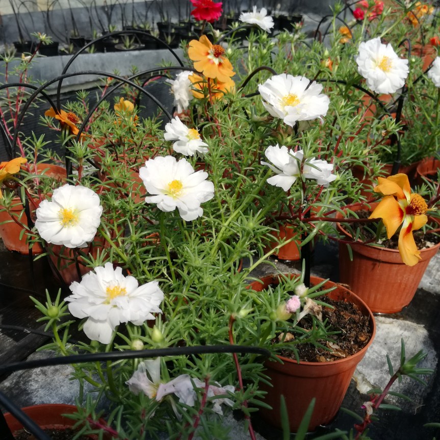 Utilizzo di alga spirulina, alga klamath e guano di pipistrello, come possibili sostituti dei concimi di&nbsp;sintesi