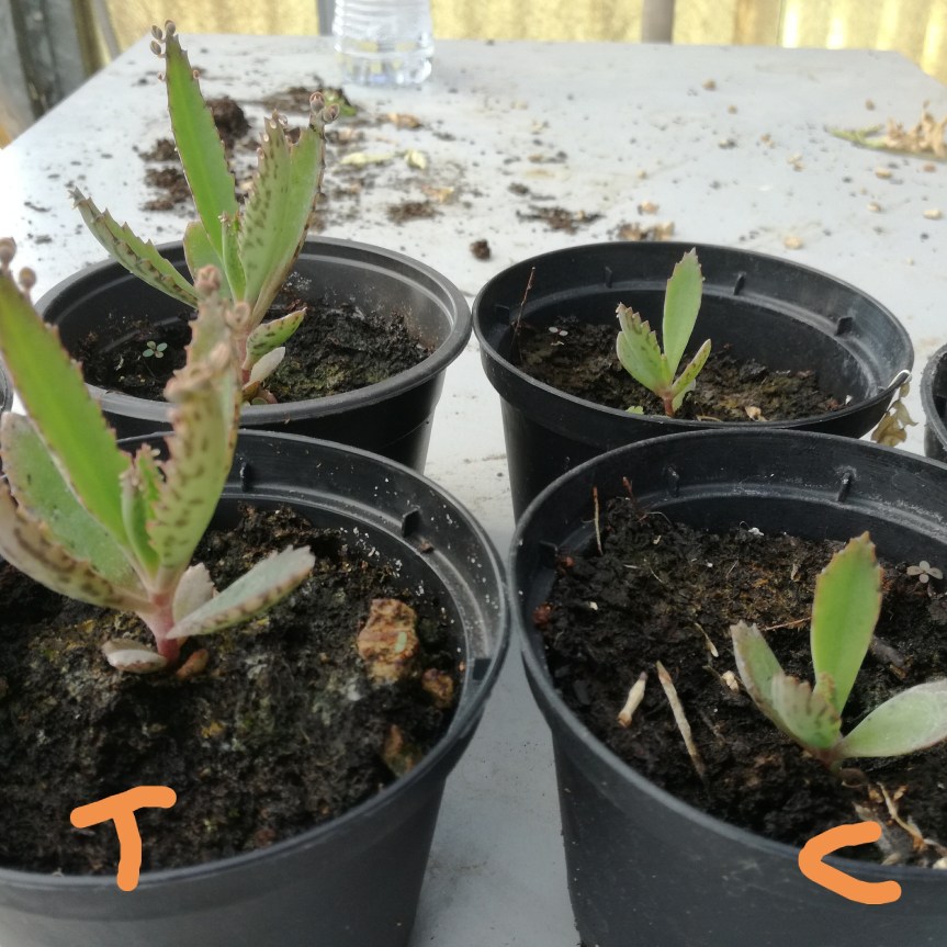 Effective Microorganisms per il miglioramento qualitativo di kalanchoe&nbsp;daigremontiana