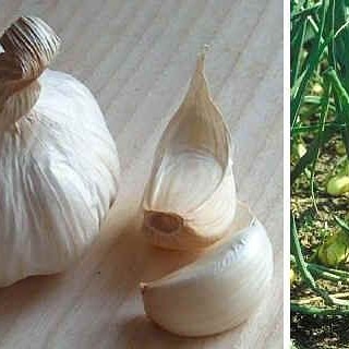 Aglio (allium sativum) per il controllo di afidi e&nbsp;acari