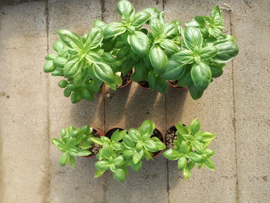 Innovazione: humus di lombrico liquido per la coltivazione di basilico (collaborazione con il Centro di Lombricoltura&nbsp;Toscano)