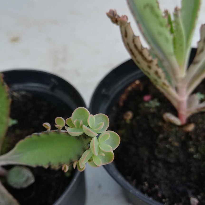 Particolarità dei germogli della kalanchoe daigremontiana e uso di rizobatteri per il miglioramento delle qualità&nbsp;medicinali