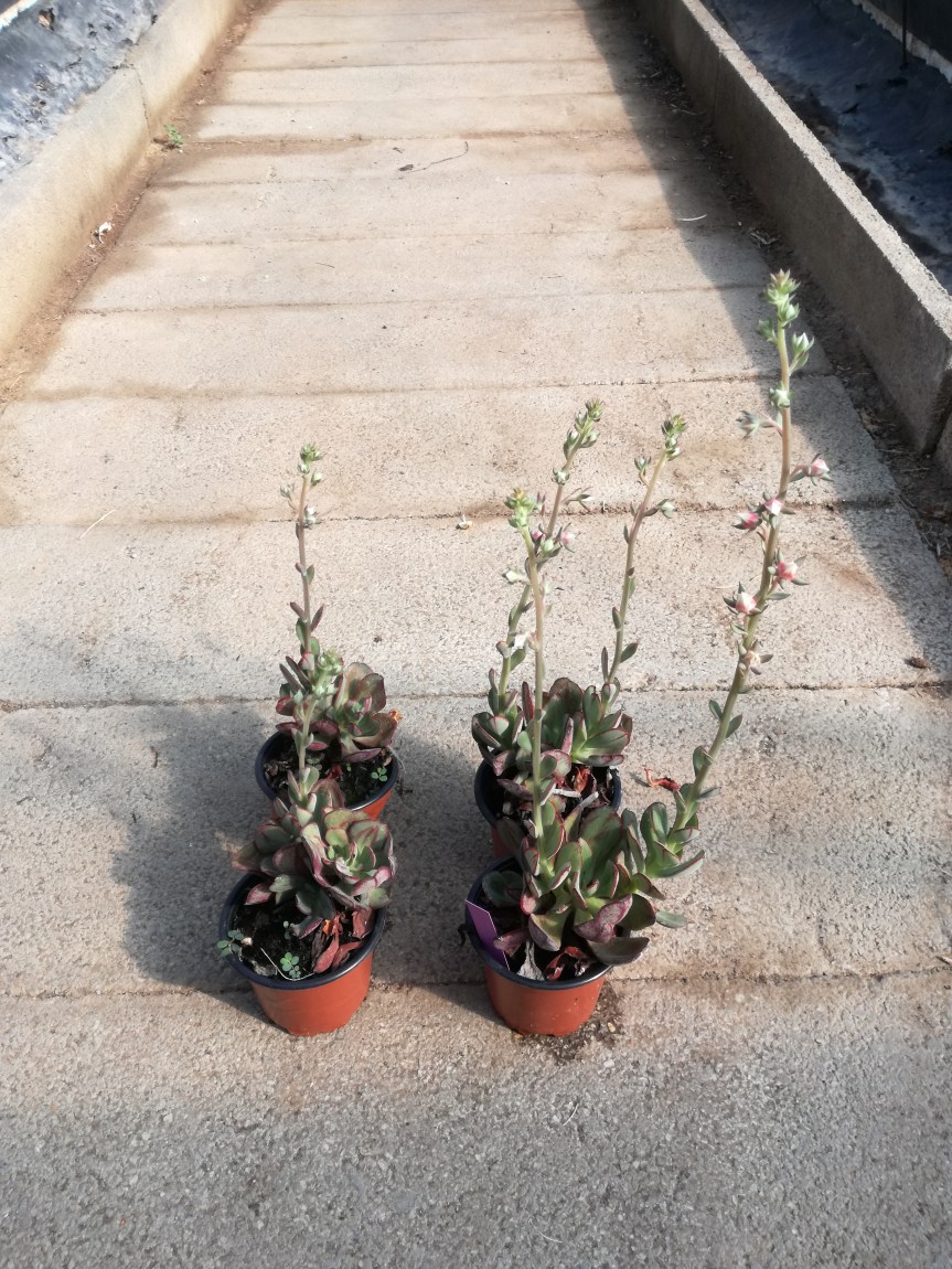 Ogni determinato gruppo microbico può influenzare e modulare lo sviluppo di determinate caratteristiche delle&nbsp;piante