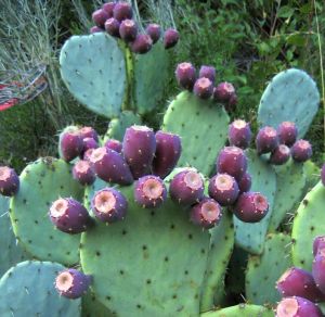 Opuntia: caratteristiche e&nbsp;benefici